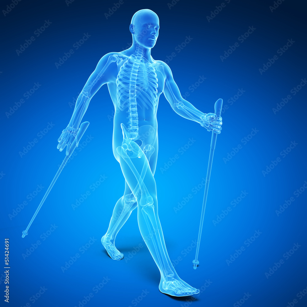 3d rendered medical illustration - nordic walking 3d rendered medical illustration - nordic walking