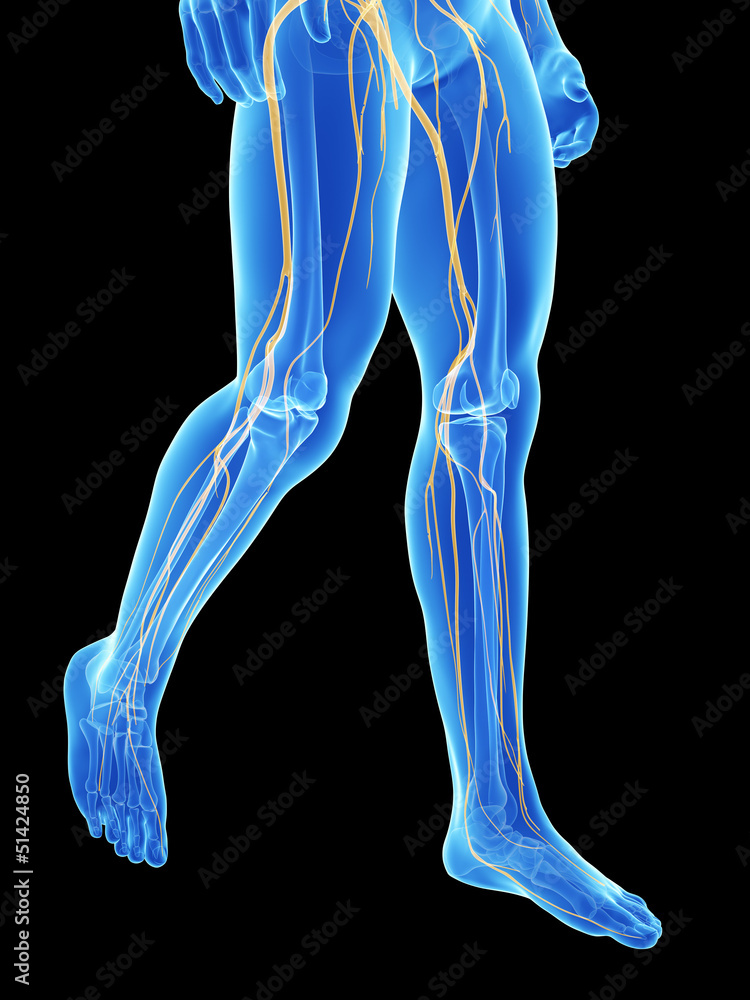3d rendered medical illustration - nerves of the legs 3d rendered medical illustration - nerves of the legs