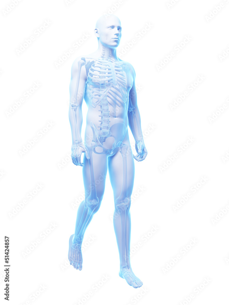 3d rendered medical illustration - walking guy