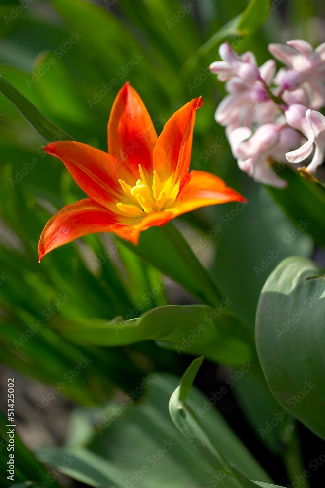 Fototapeta premium Flower