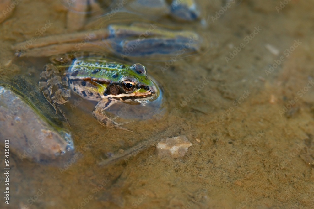 Obraz premium Frog