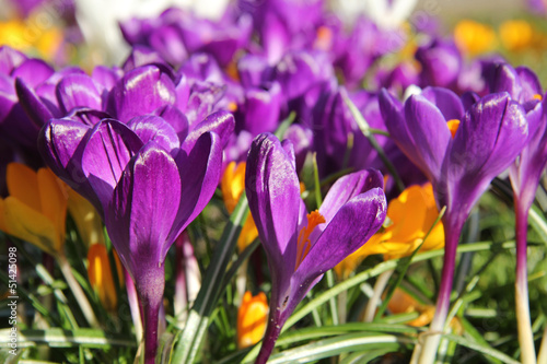 Purple crocusus in spring sunlight