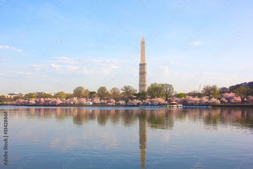 Washington Monument over cherry blossom and Tidal Basin