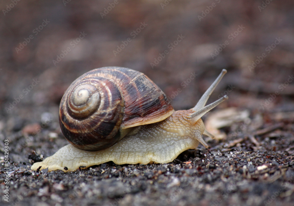 close up of snail on ground close up of snail on ground