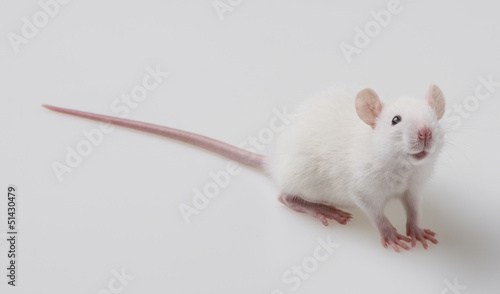 white mouse on a white background