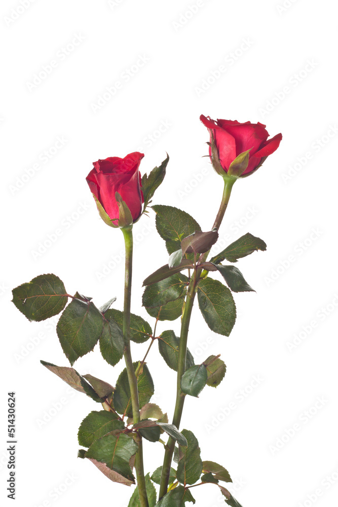 Obraz premium Red Rose