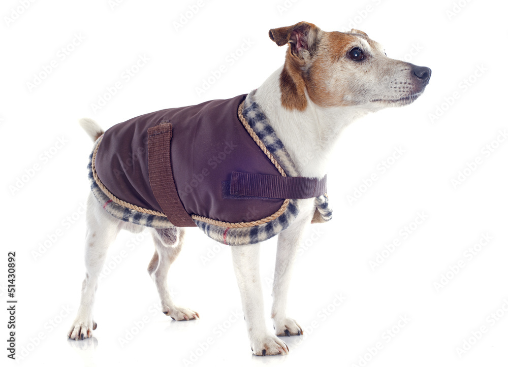 jack russel terrier with coat