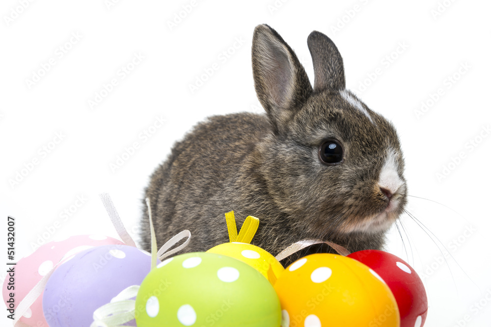 Obraz premium little rabbit and easter eggs close up