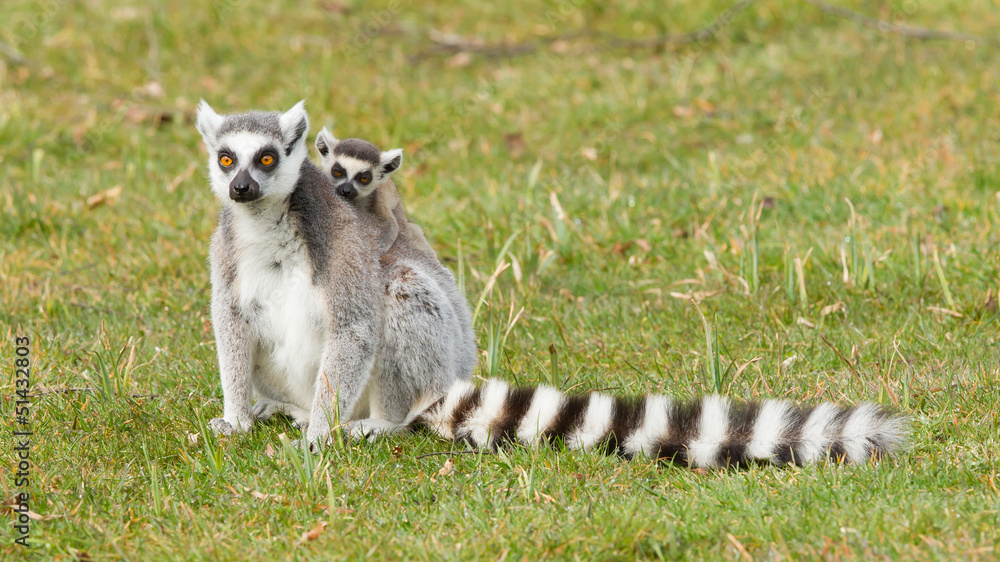 Obraz premium Ring-tailed lemur (Lemur catta)