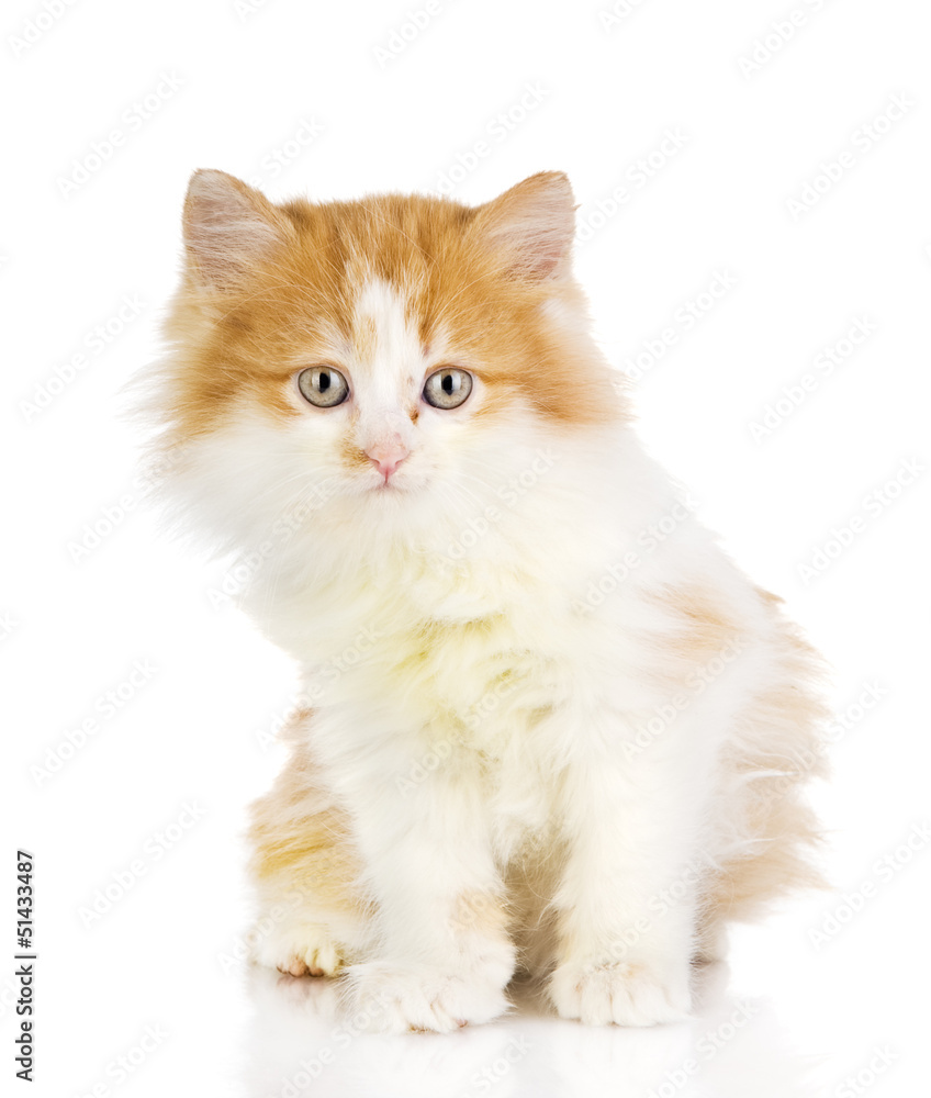 fluffy orange beautiful kitten. isolated on white fluffy orange beautiful kitten. isolated on white