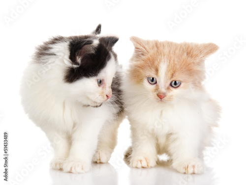two playing fluffy kittens. isolated on white