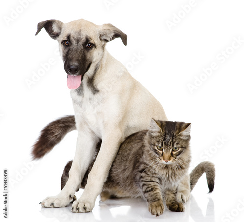cat and dog together. Isolated on a white