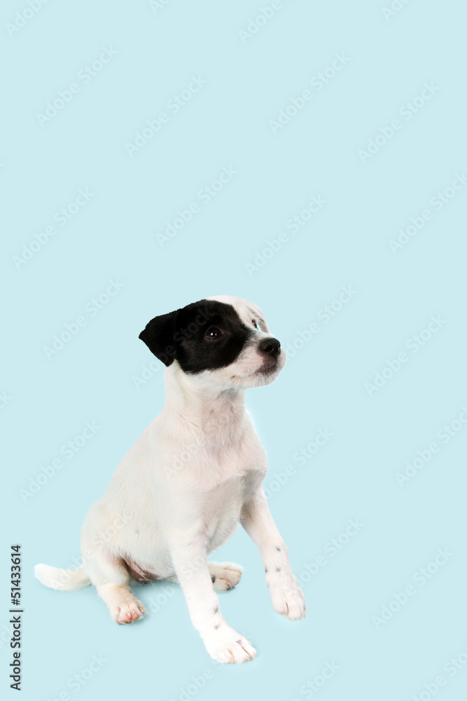 Fototapeta premium Jack Russell Terrier