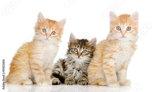 three small kittens look in a lens. isolated on white