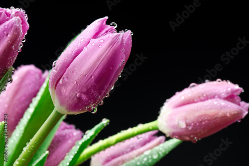 Fototapeta Naklejka Na Ścianę i Meble -  Tulipany