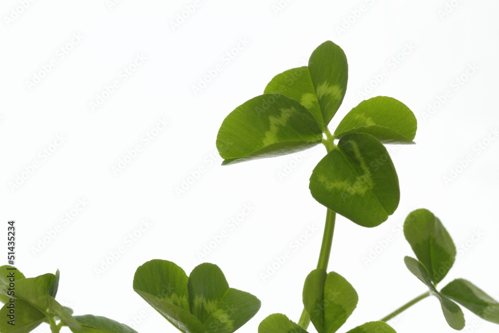 Fototapeta premium 四つ葉の白詰草