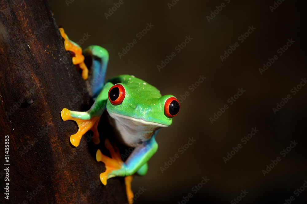 Obraz premium red-eye frog Agalychnis callidryas in terrarium