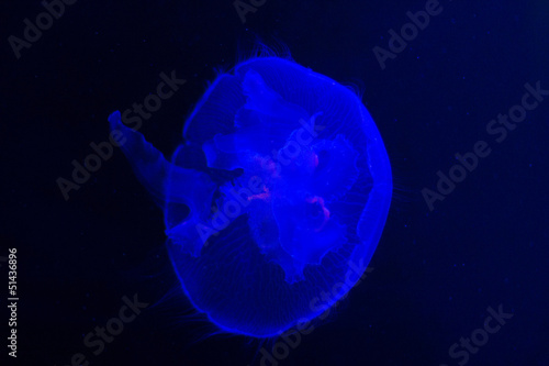 medusa singola photo