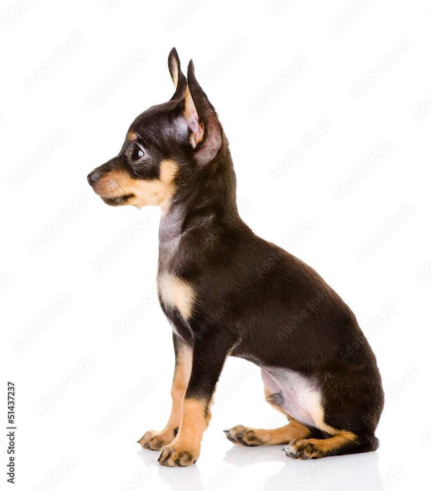 Toy Terrier profile. isolated on white