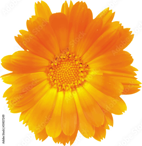 Wallpaper Mural Flower Torontodigital.ca