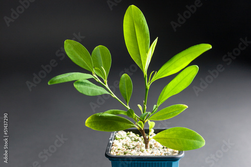 Coca plant growing in a tub