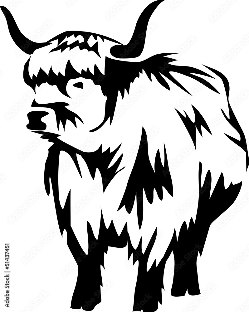 Obraz premium highland cattle