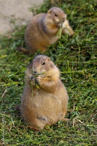 Prairie Dogs