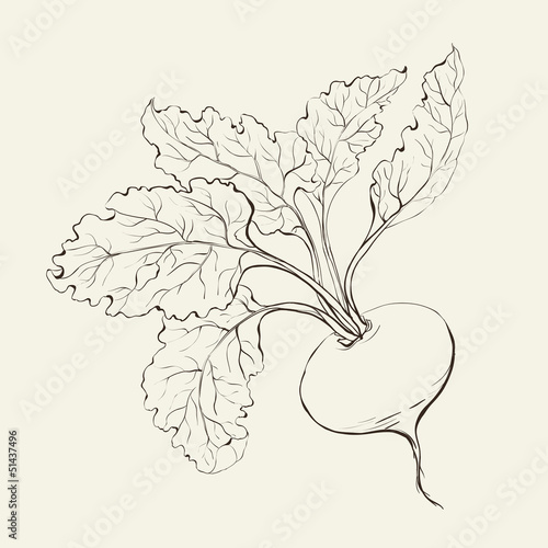 Beet root.