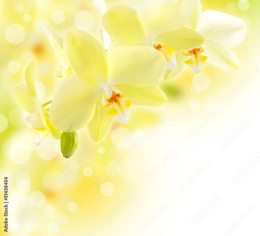 Beautiful Orchid border Beautiful Orchid border