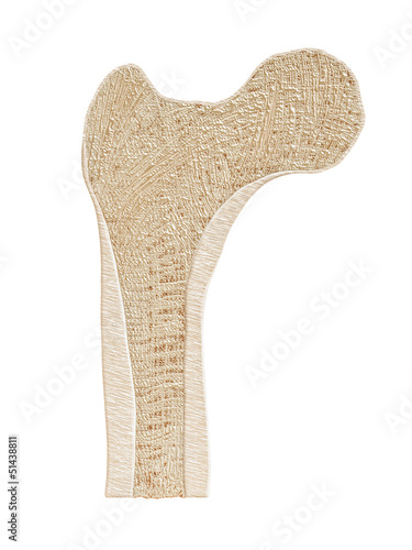 Bone sectional view (Knochen Querschnitt) photo