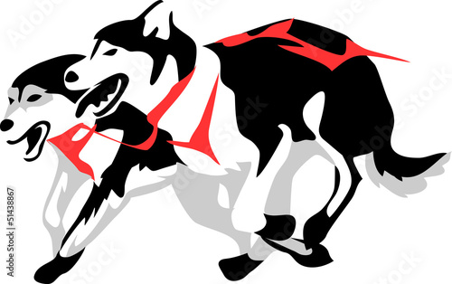 sled dogs running