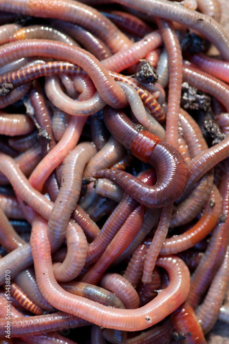 Huge amount of earthworms close to fishing © Hunta
