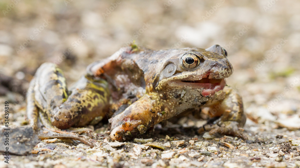 Macro of a dying frog isolated