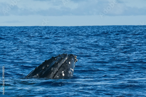 Humpback whale head comuing up in deep blue polynesian ocean photo