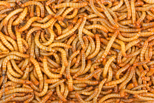 Background of mealworms