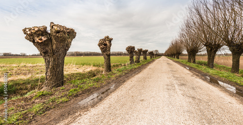 Obraz na płótnie Country road between pollard willows