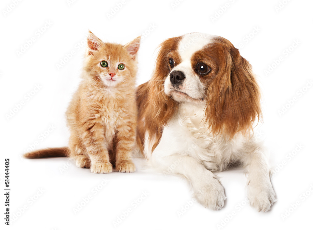 Cavalier King Charles Spaniel and and kitten breeds Maine Coon