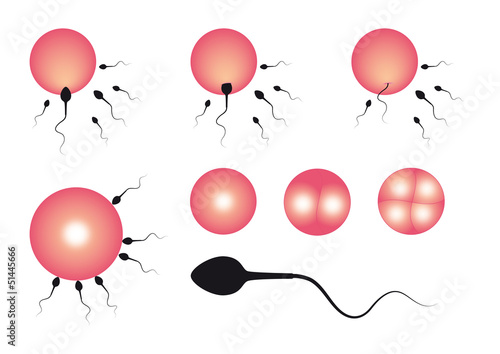 The stages of fertilization