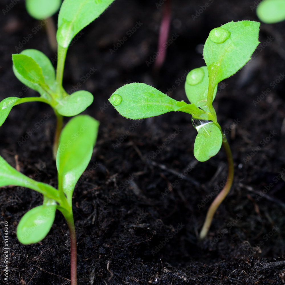 Seedlings growing in the greenhouse Seedlings growing in the greenhouse