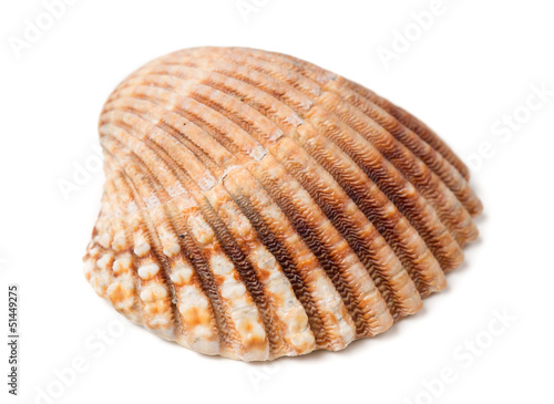 Seashell - isolated on white background