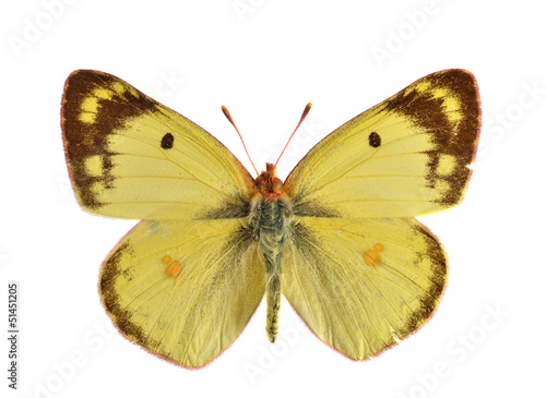 The Clouded Yellow (Colis hyale). Migratory butterfly. photo