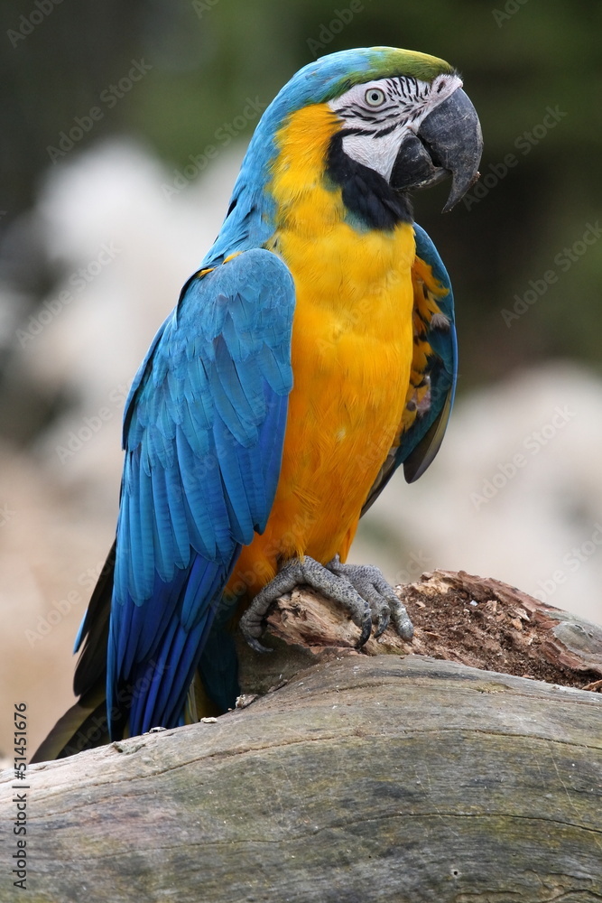 Obraz premium Gelbbrustara