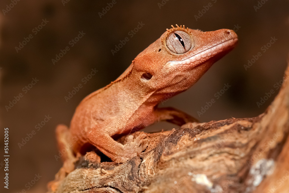 Gecko Gecko