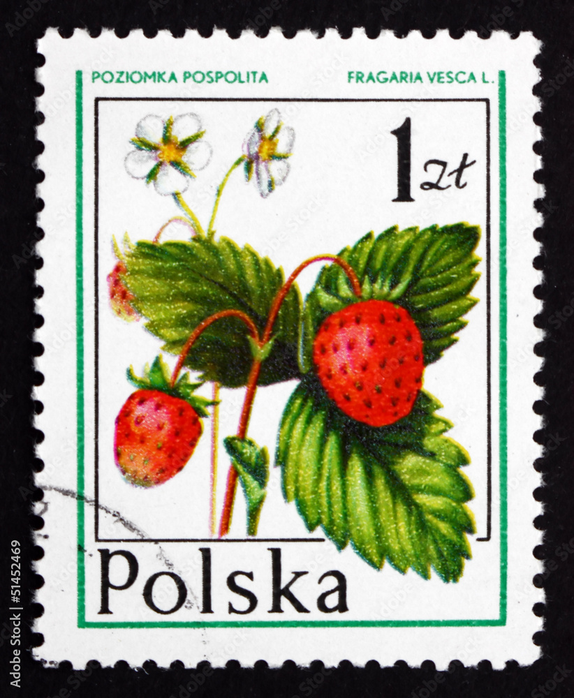 Postage stamp Poland 1977 Wild Strawberry, Forest Fruit