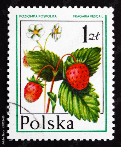 Obraz na płótnie Postage stamp Poland 1977 Wild Strawberry, Forest Fruit w salonie