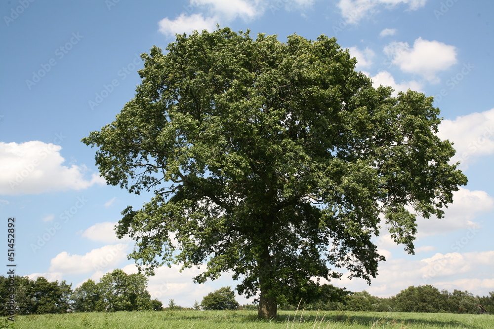 Stieleiche im Sommer