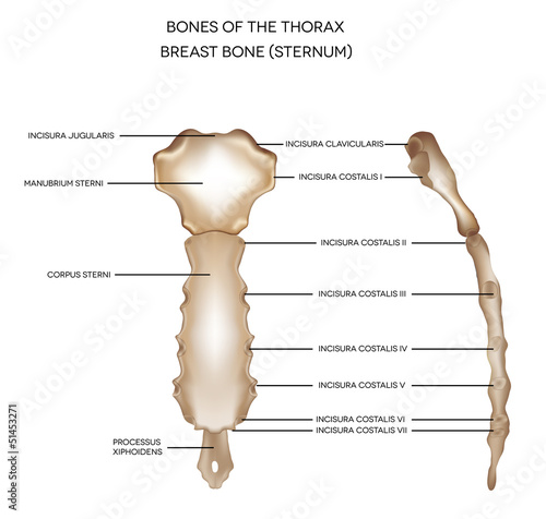 Breast bone (sternum)