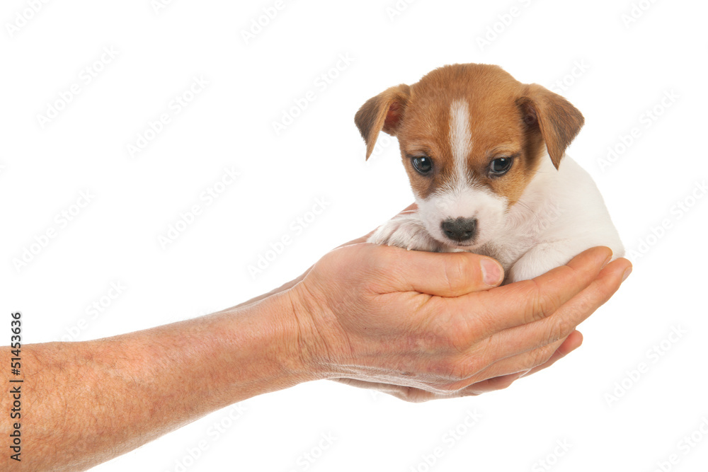 Holding cute puppy in hands
