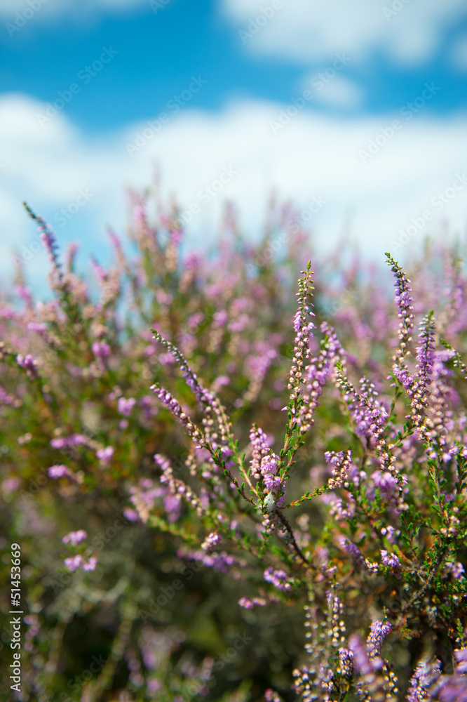 Obraz premium Heather flowers