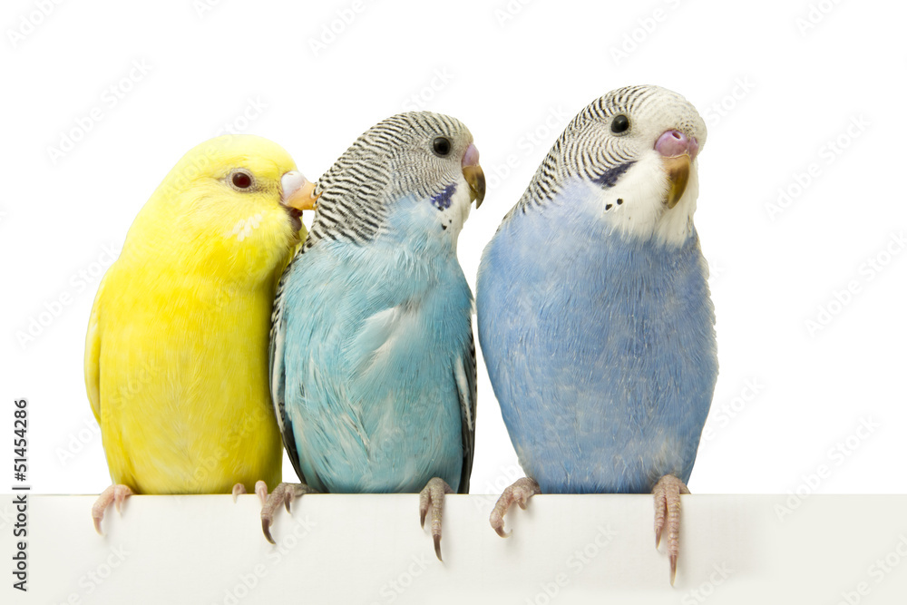 three birds are on a white background